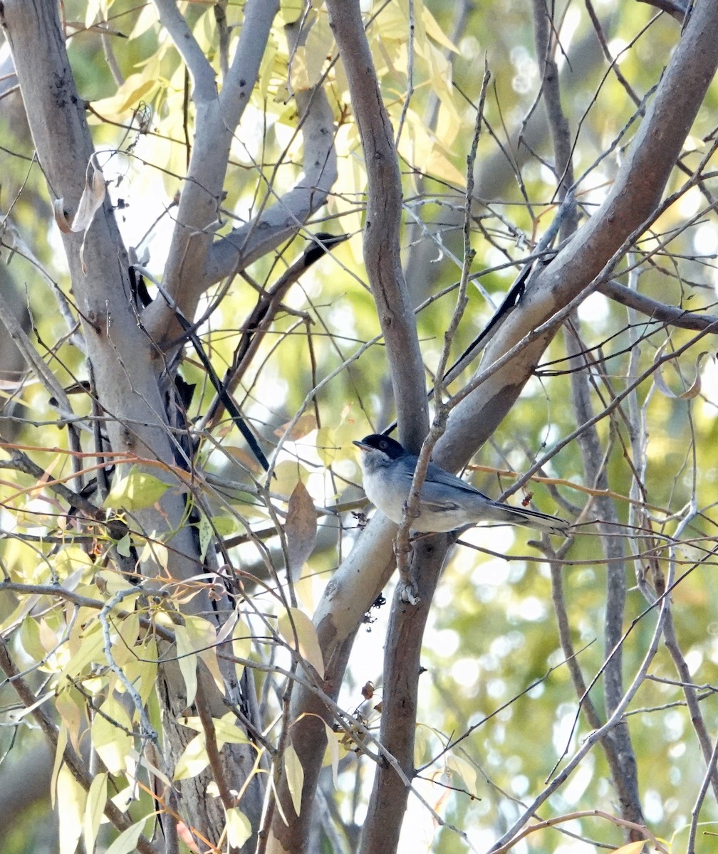 Sardinian Warbler - ML636609047