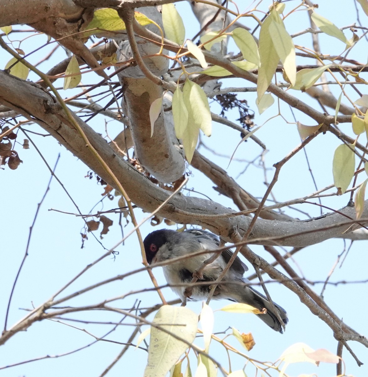 Sardinian Warbler - ML636609048