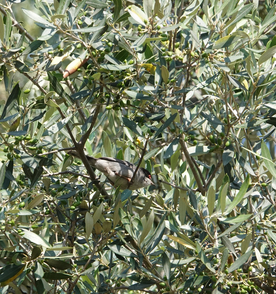 Sardinian Warbler - ML636609049