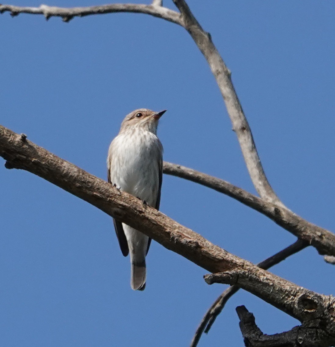 Бөртөт намнаахай - ML636609064