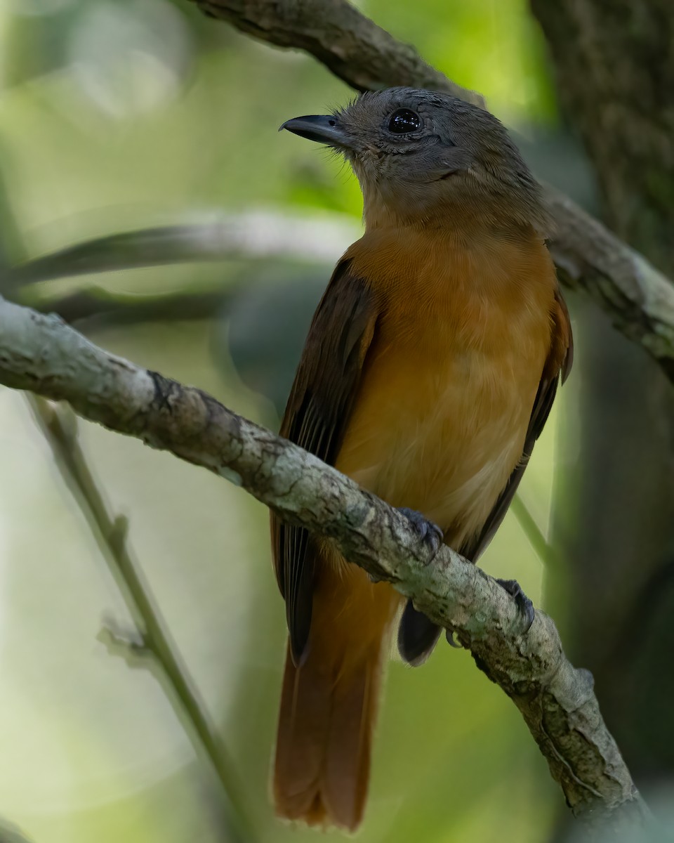 Varzea Schiffornis - ML636609073