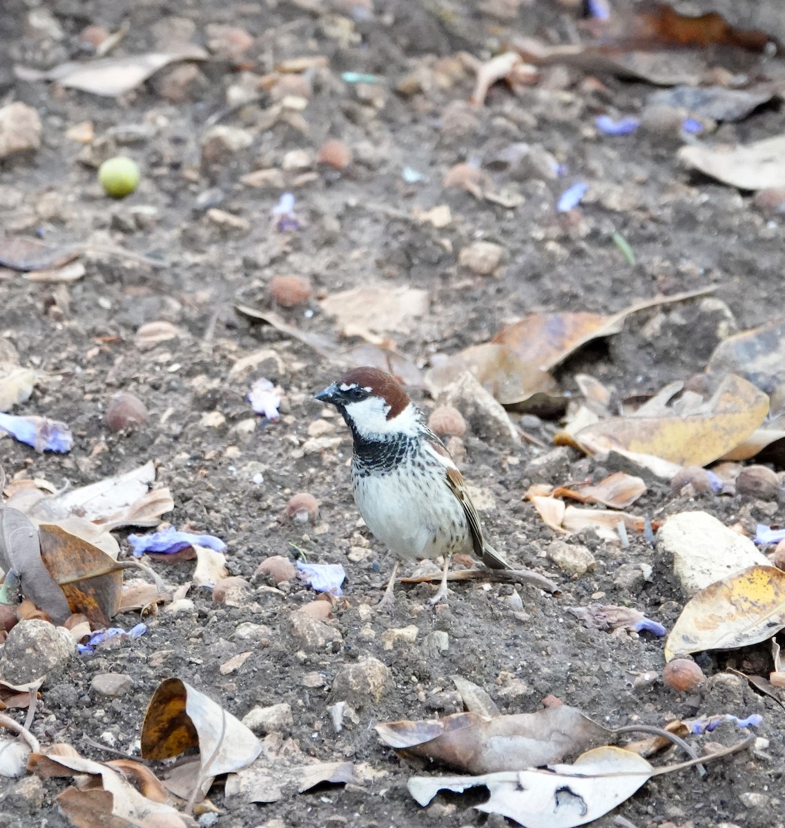Spanish Sparrow - ML636609079