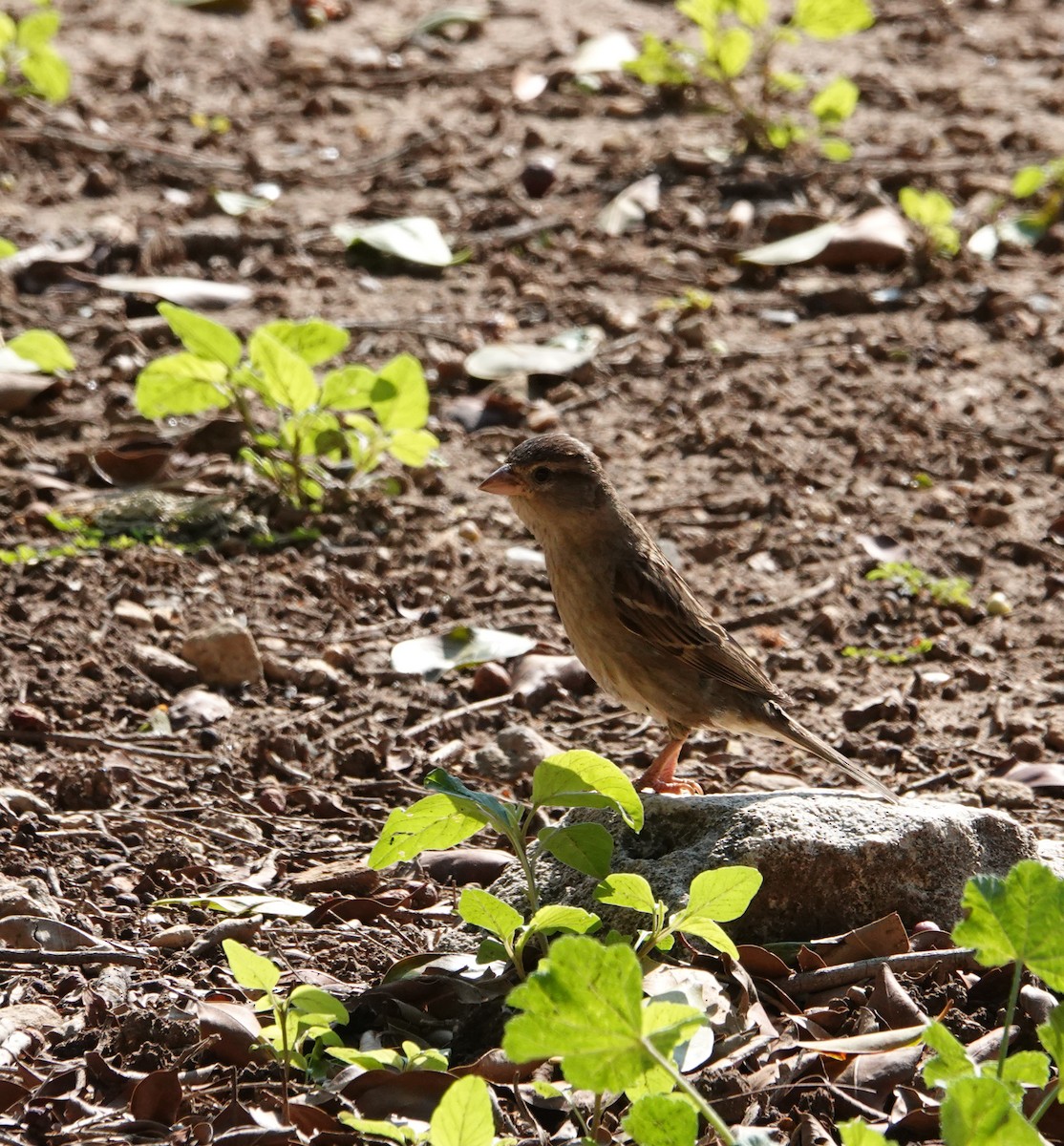 Spanish Sparrow - ML636609080