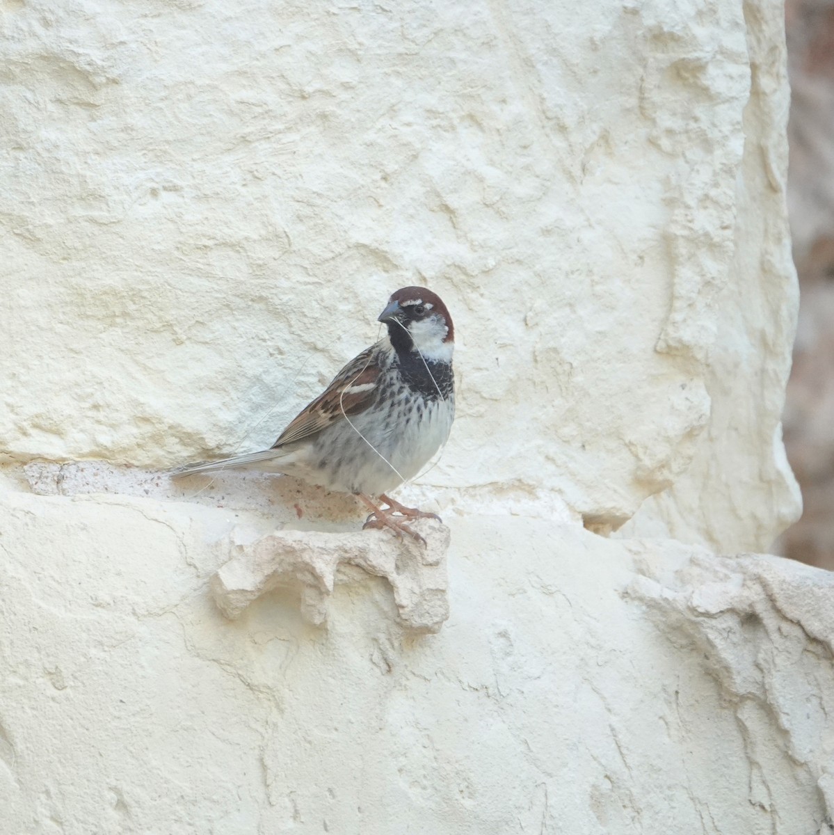 Spanish Sparrow - ML636609081