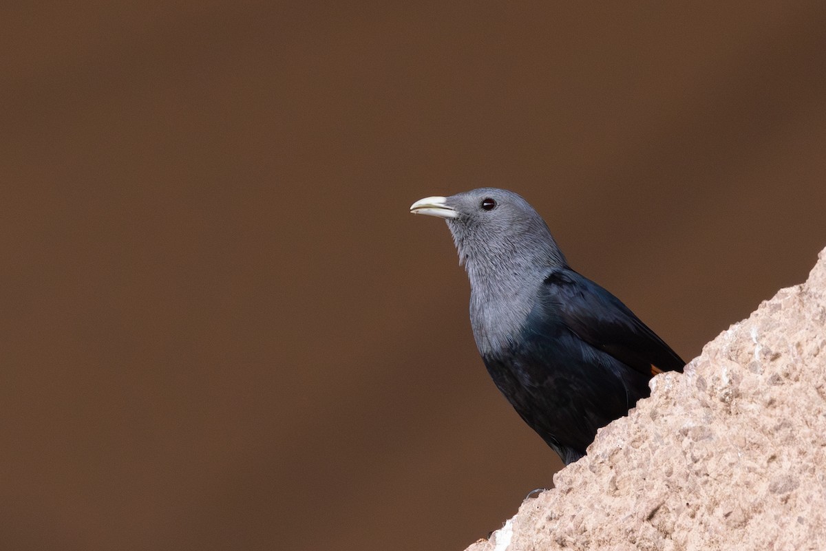 White-billed Starling - ML636609115
