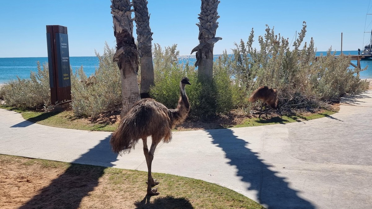 Emu - ML636609119