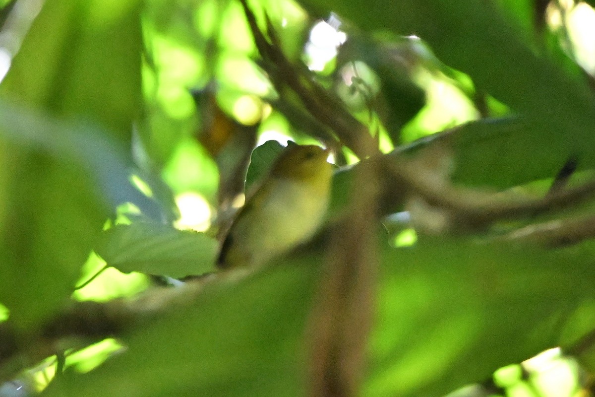 Yellow-throated Woodland-Warbler - ML636609123