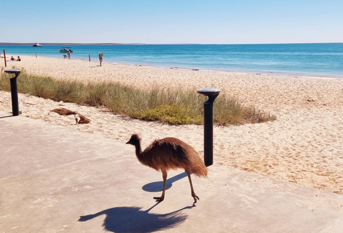 Emu - ML636609125