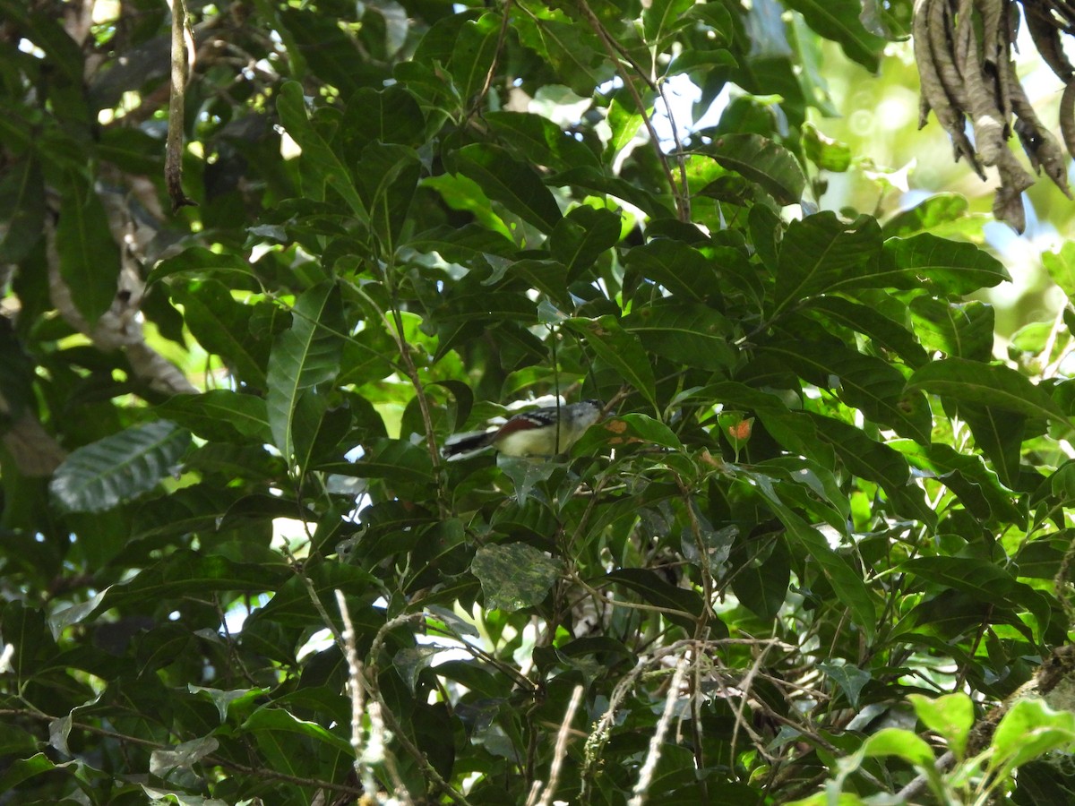 Rusty-winged Antwren - ML636609182