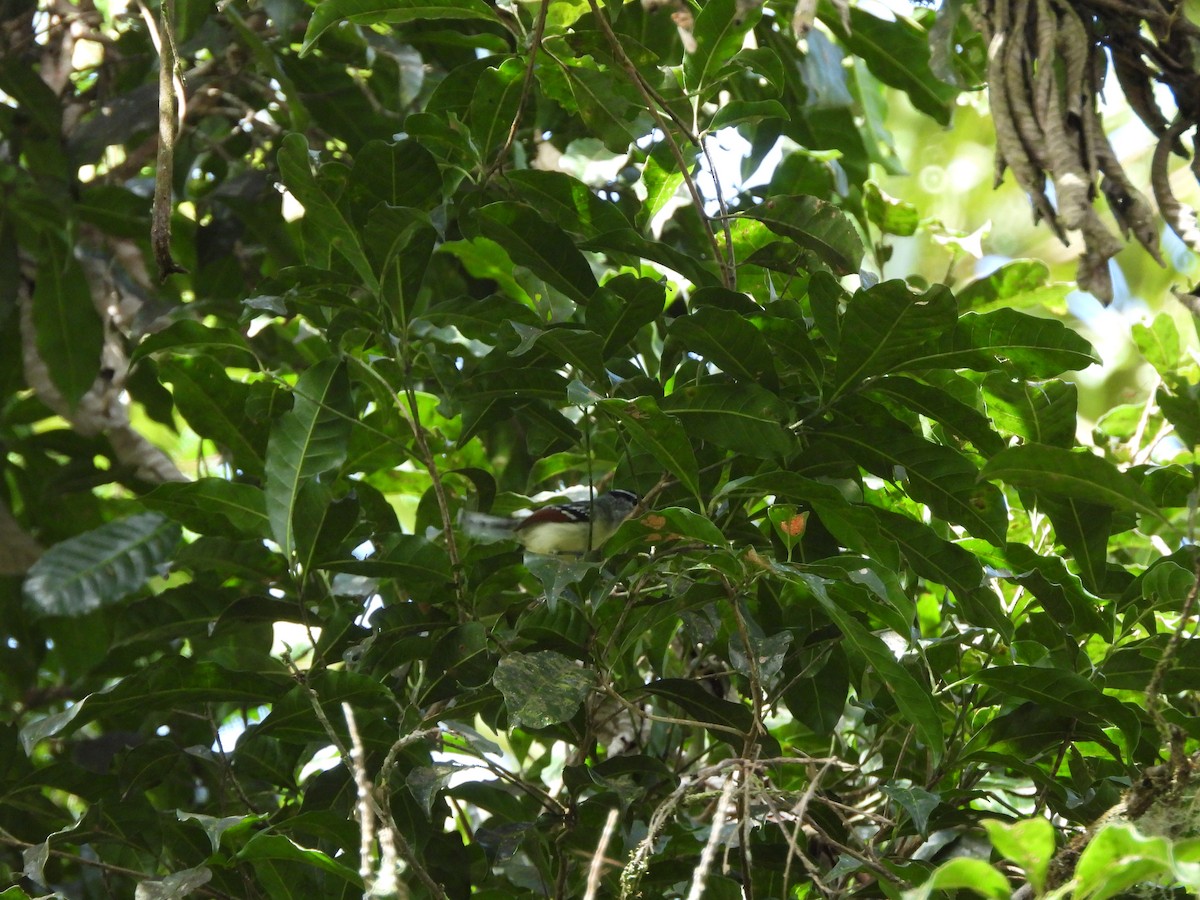 Rusty-winged Antwren - ML636609183