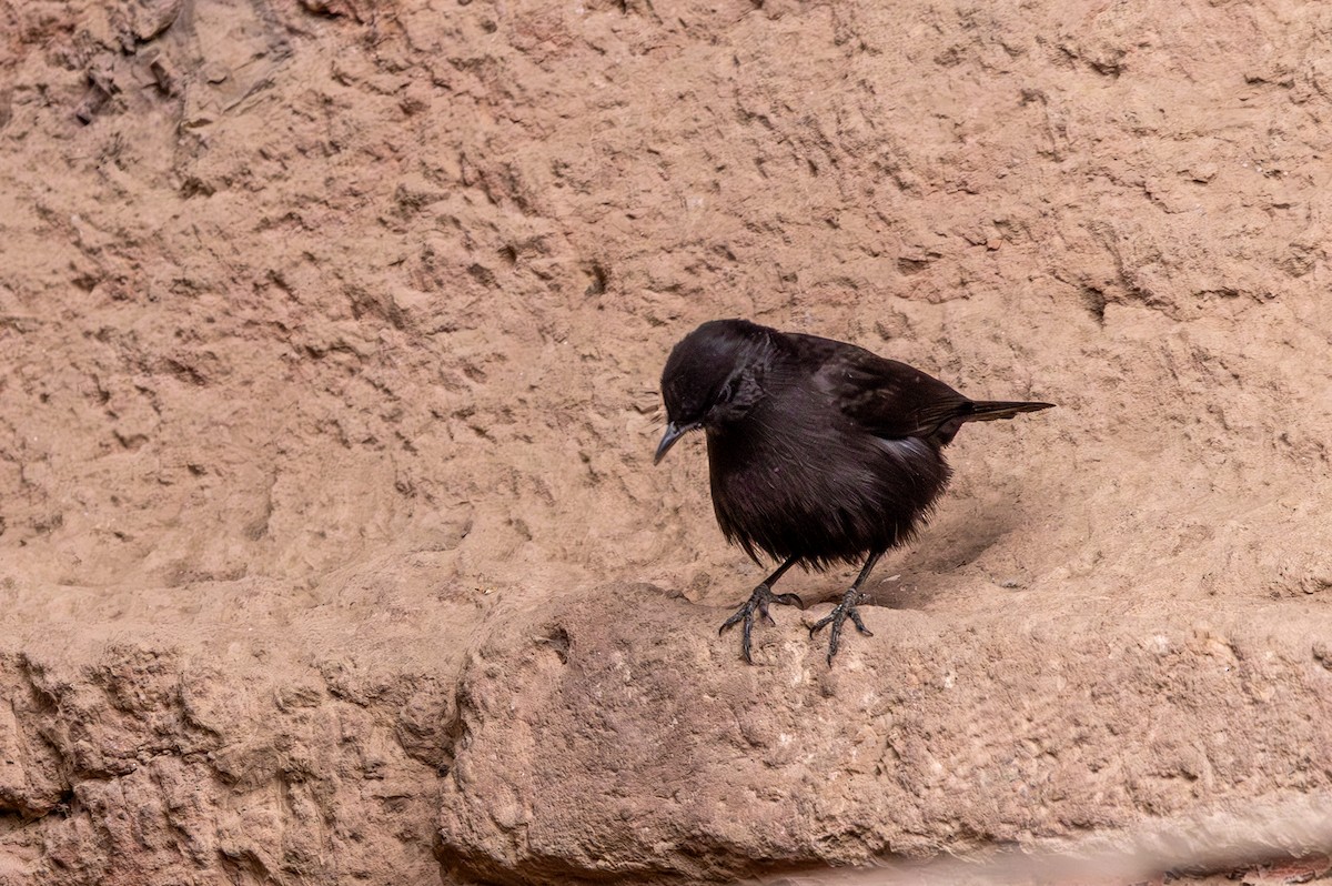 Rüppell's Chat - ML636609265