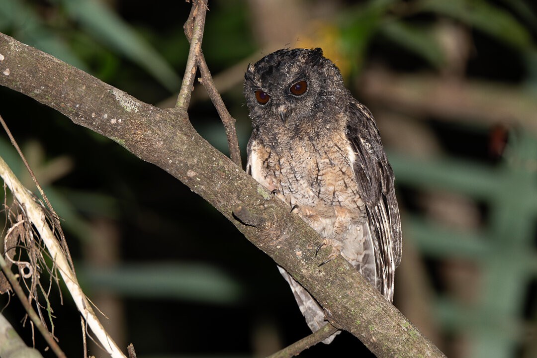 Tawny-bellied Screech-Owl - ML636609388