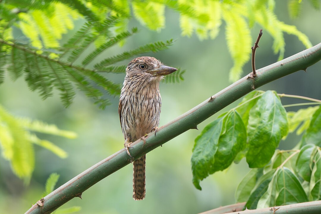 Eastern Striolated-Puffbird (torridus) - ML636609408