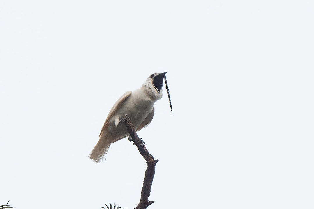 White Bellbird - ML636609419