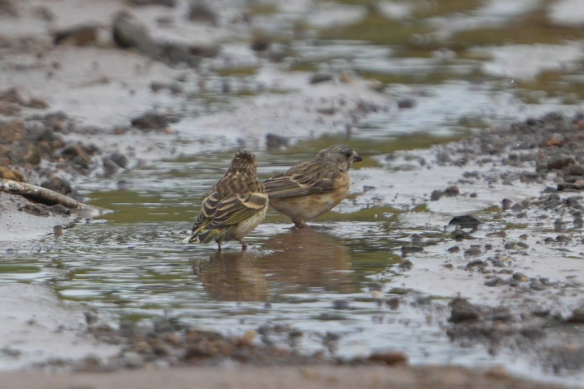 Lemon-breasted Seedeater - ML636609425
