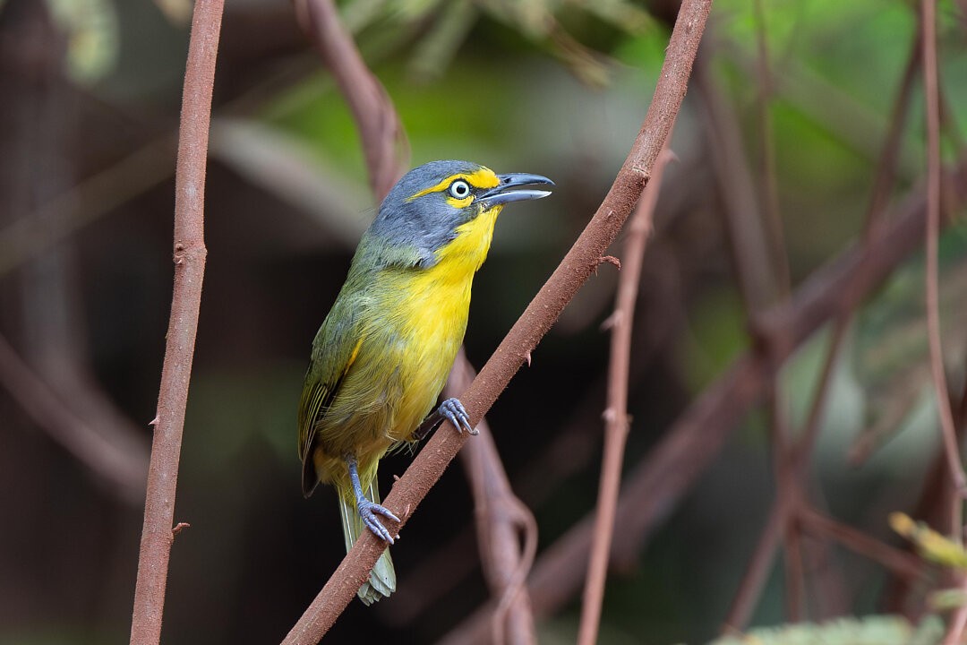 Slaty-capped Shrike-Vireo - ML636609435
