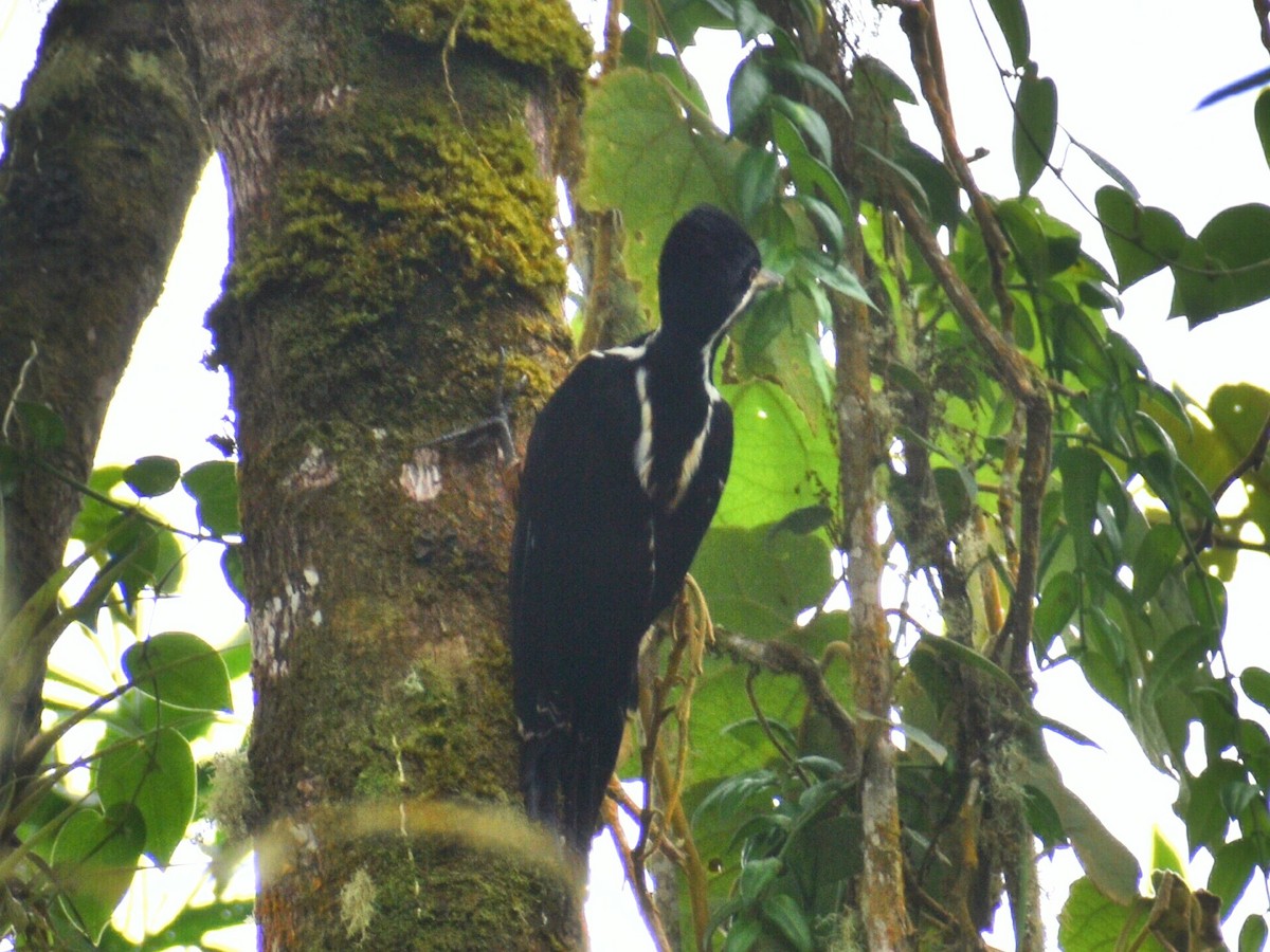 Powerful Woodpecker - ML636609478