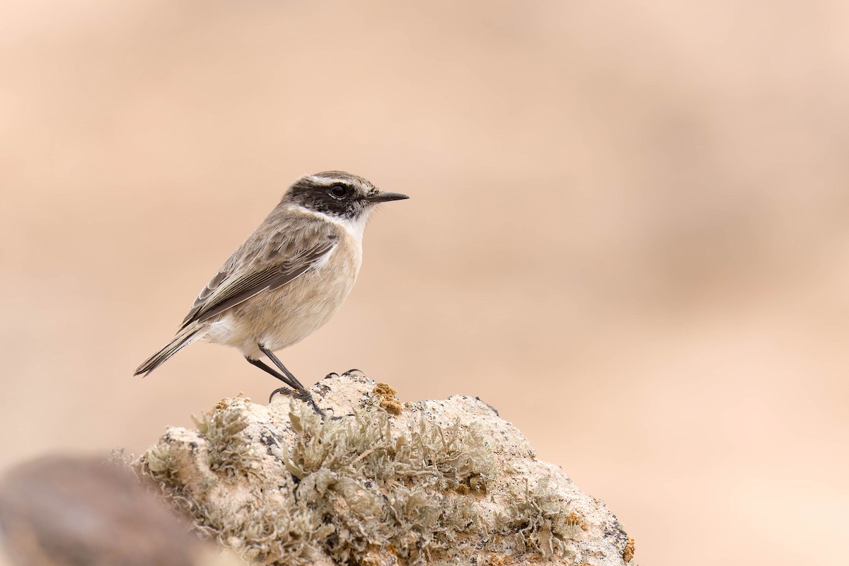 Fuerteventura Stonechat - ML636609494