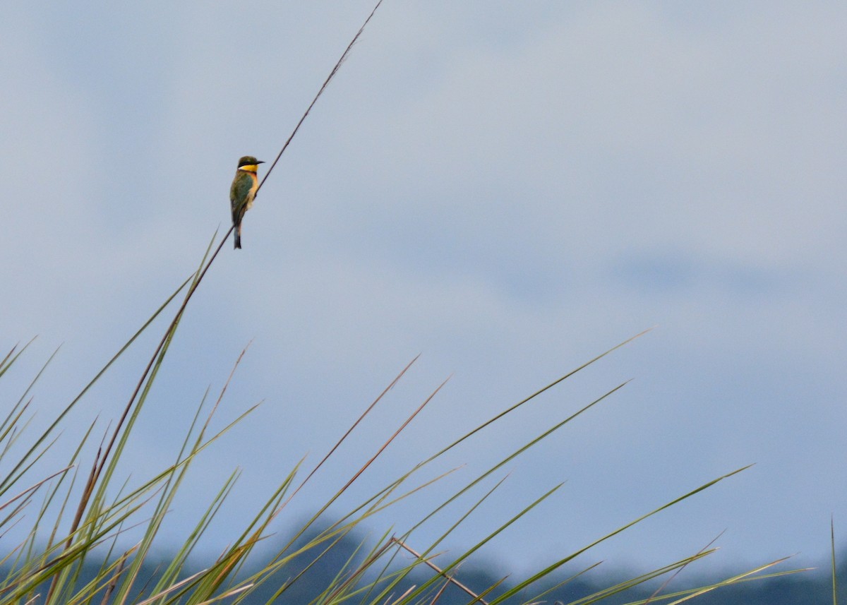 Blue-breasted Bee-eater - ML636609600