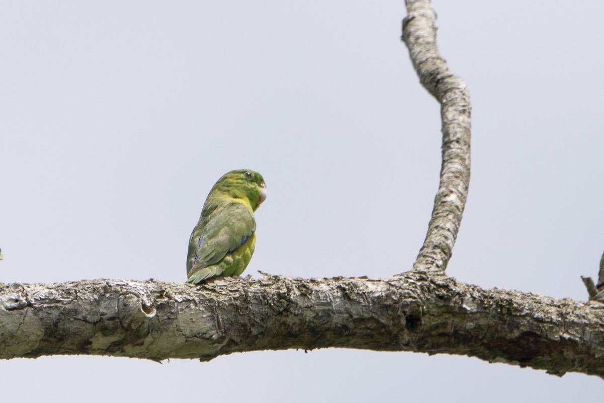 Riparian Parrotlet - ML636609630