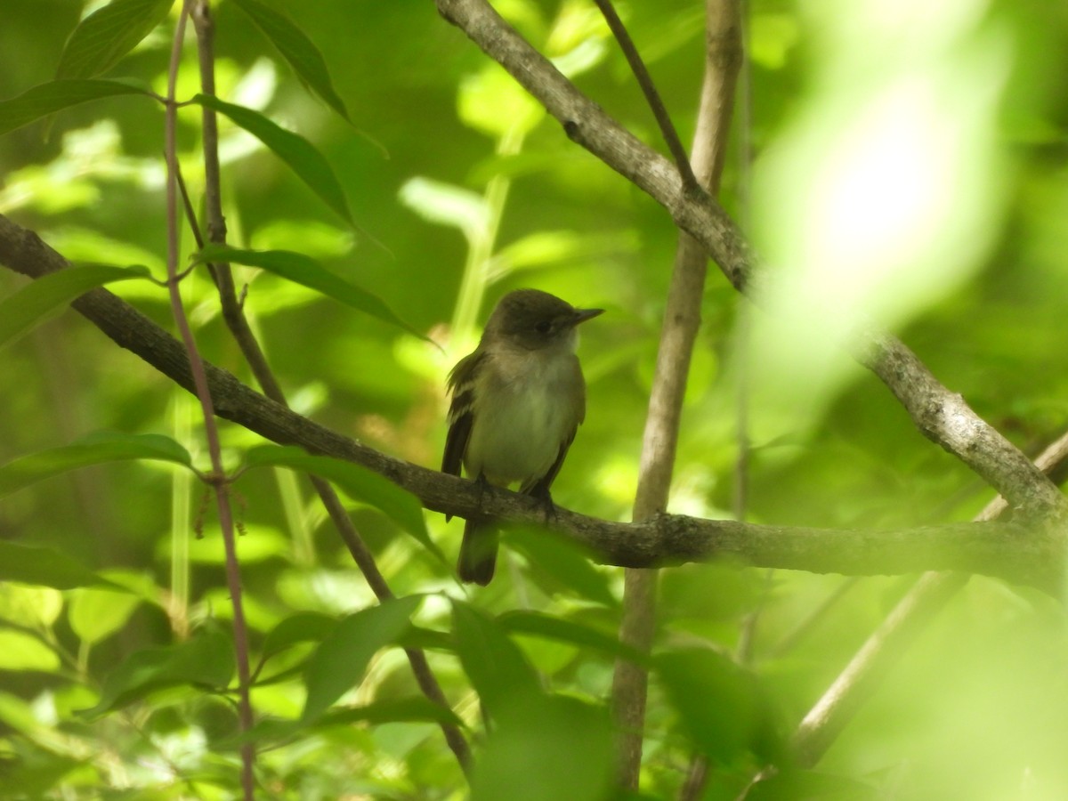 Alder Flycatcher - ML636609740