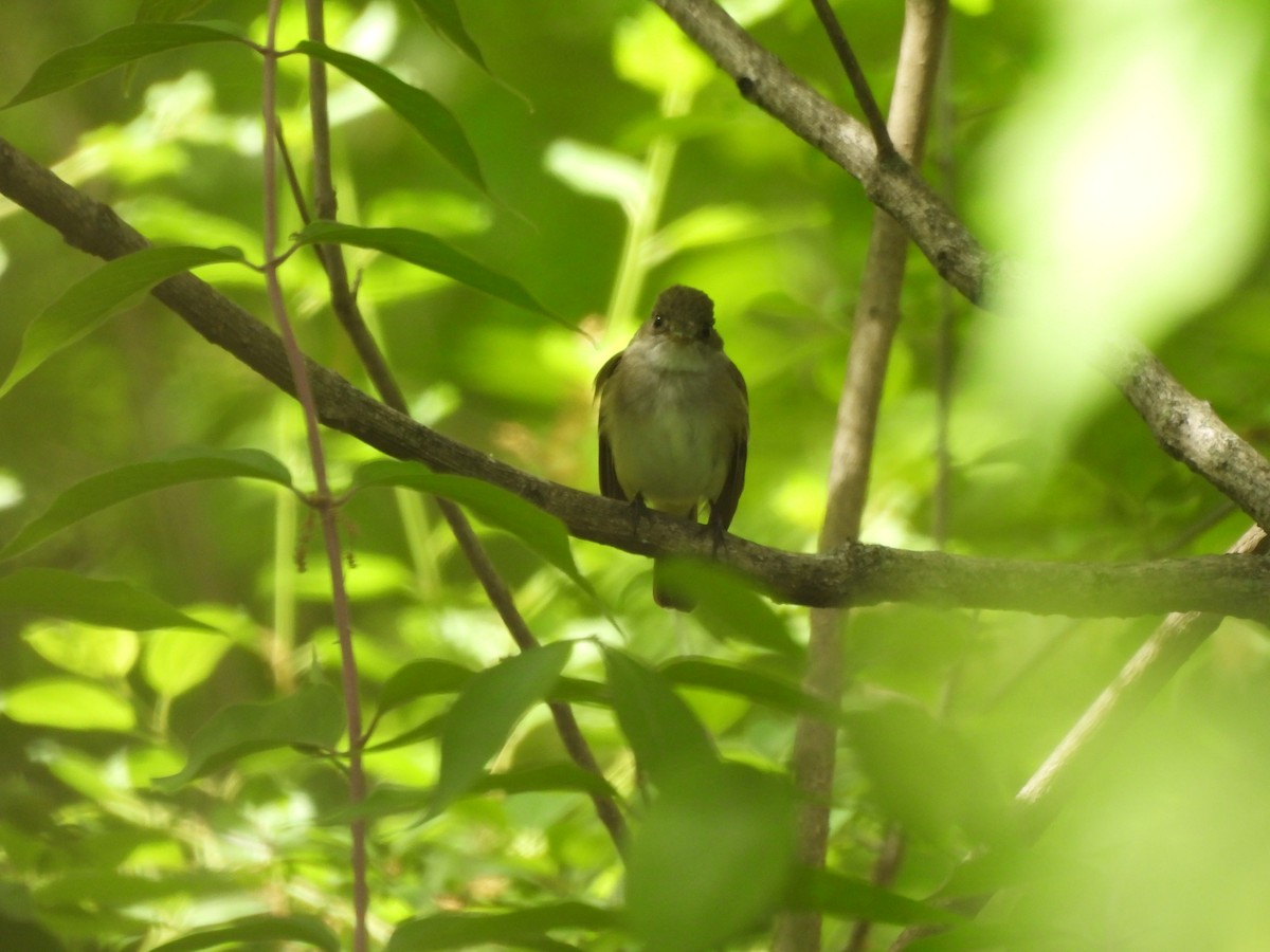 Alder Flycatcher - ML636609741