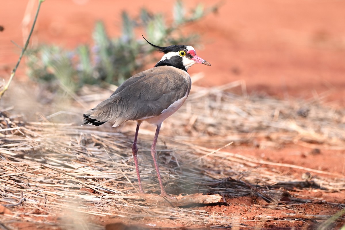 Black-headed Lapwing - ML636609779