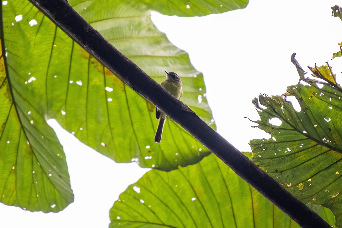 エクアドルヒゲハエトリ - ML636609798