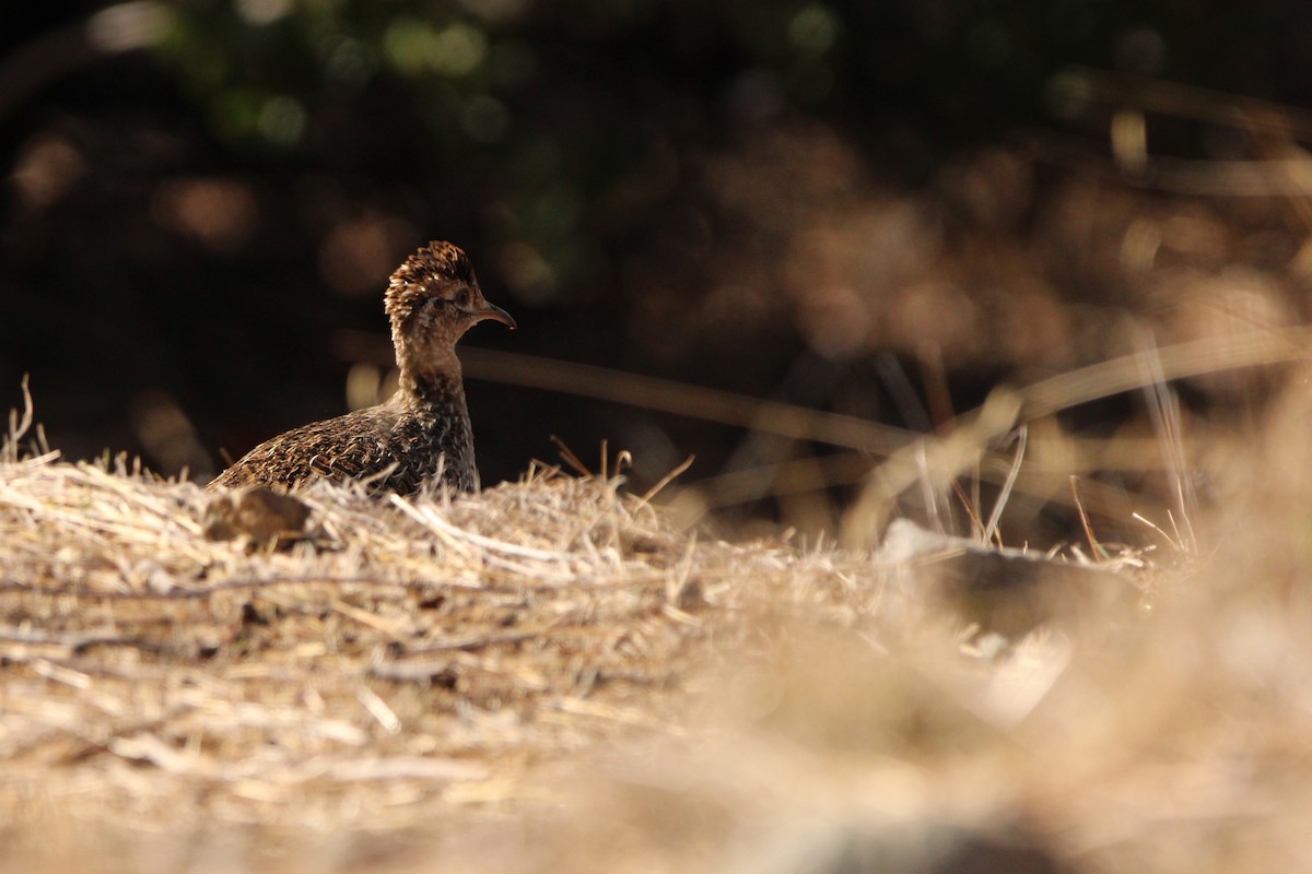 tinama koroptví - ML636609804