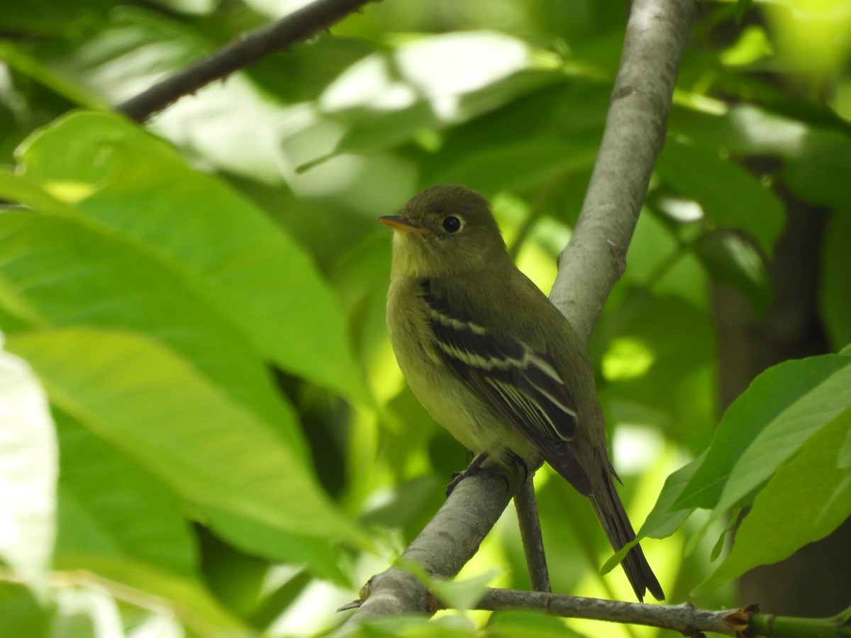 Yellow-bellied Flycatcher - ML636609851
