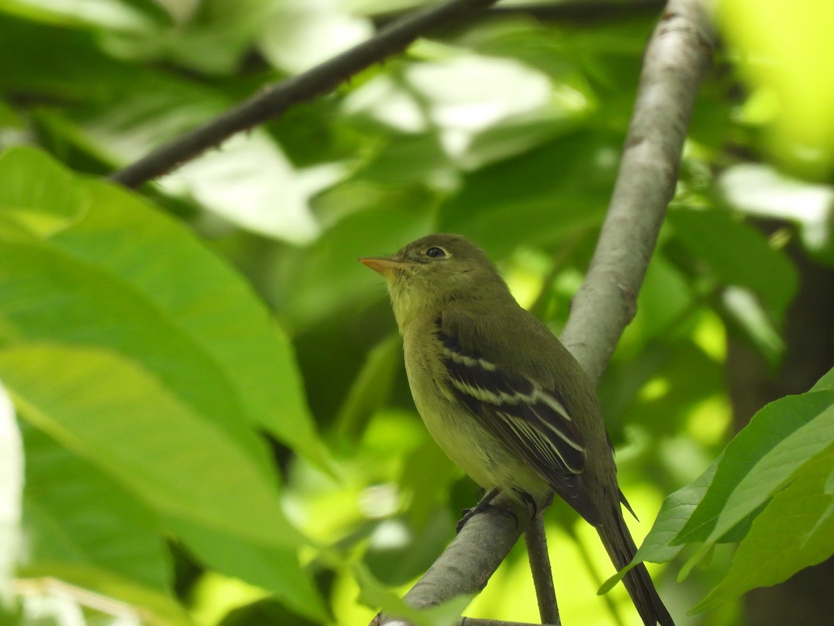 Yellow-bellied Flycatcher - ML636609852