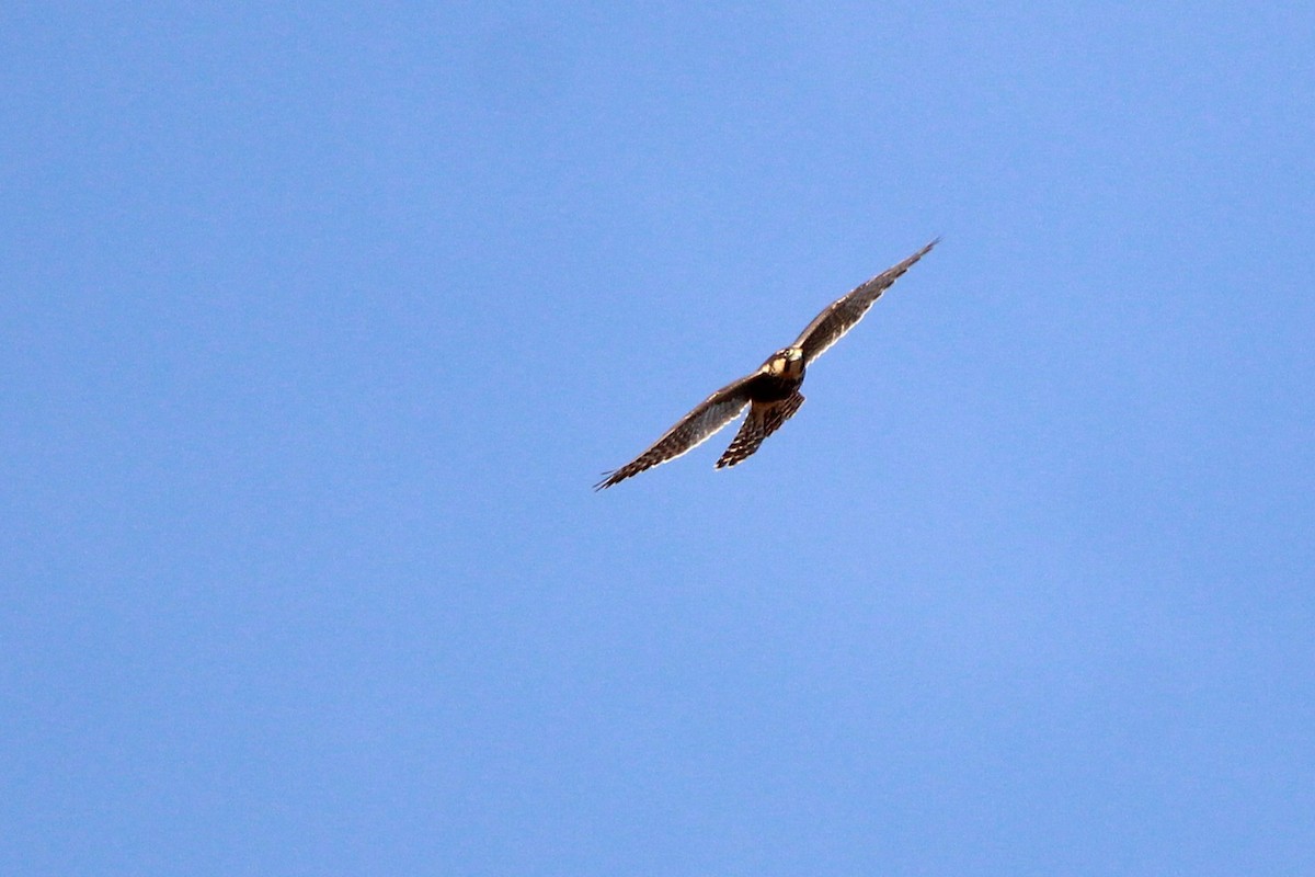 ostříž aplomado - ML636609909