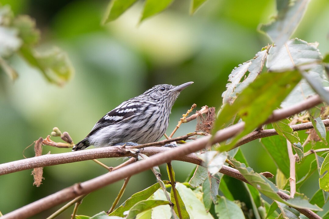 Amazonian Streaked-Antwren - ML636609937