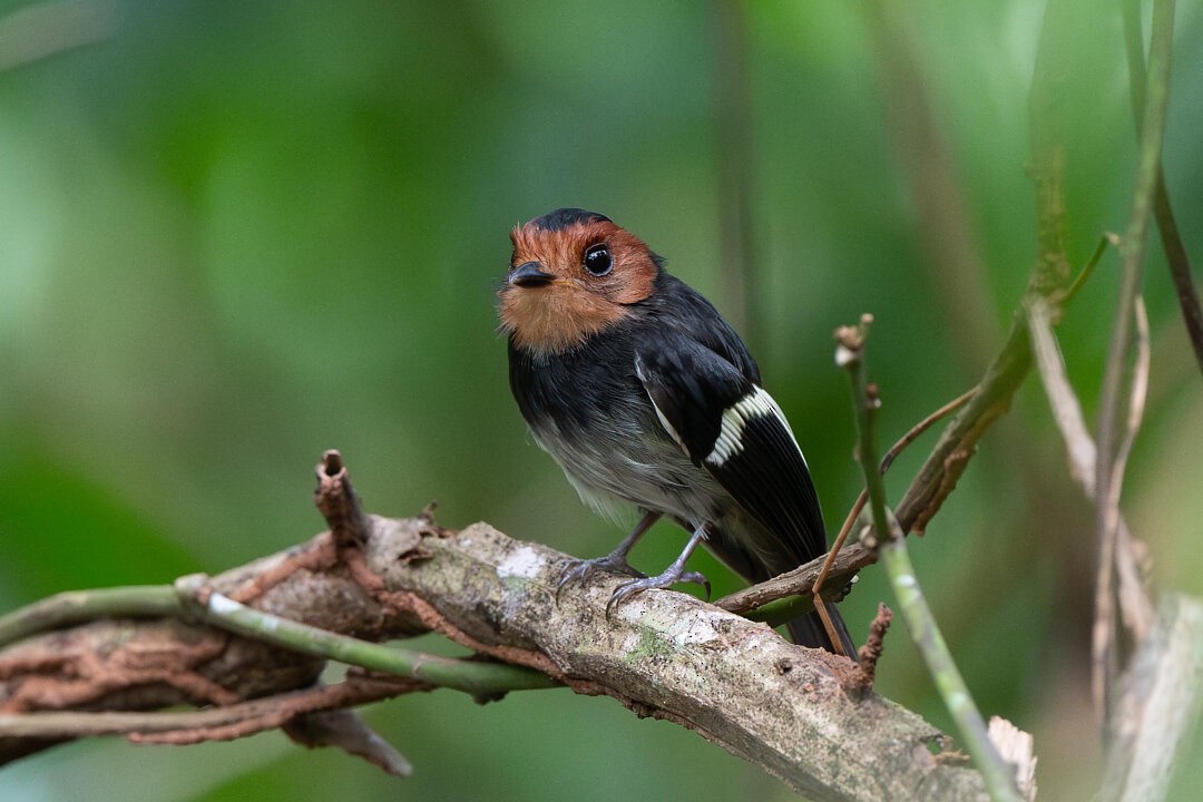 Black-chested Tyrant - ML636609979