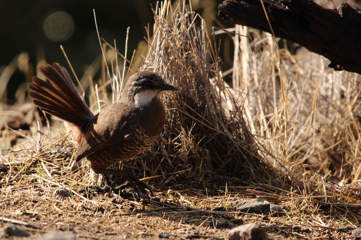 Moustached Turca - ML636609983