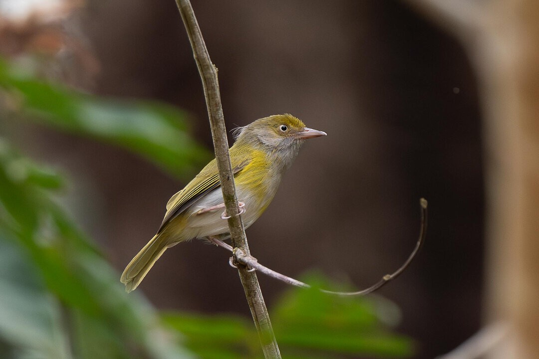 Gray-chested Greenlet - ML636609992