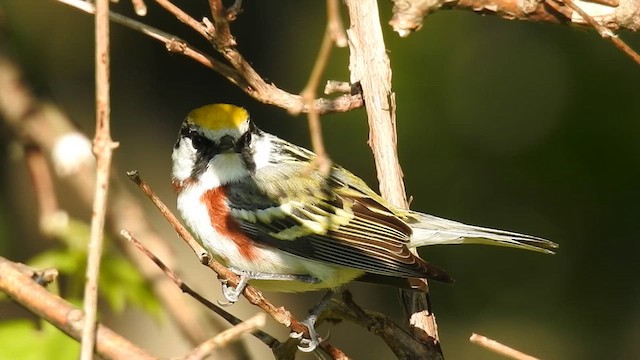 Gelbscheitel-Waldsänger - ML636609998