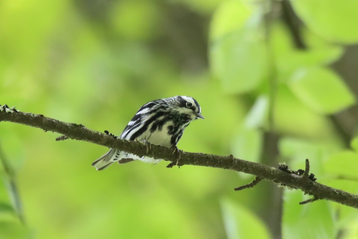Black-and-white Warbler - ML636610045