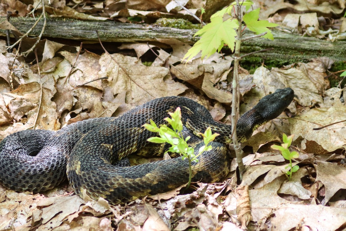 Timber Rattlesnake - ML636610074