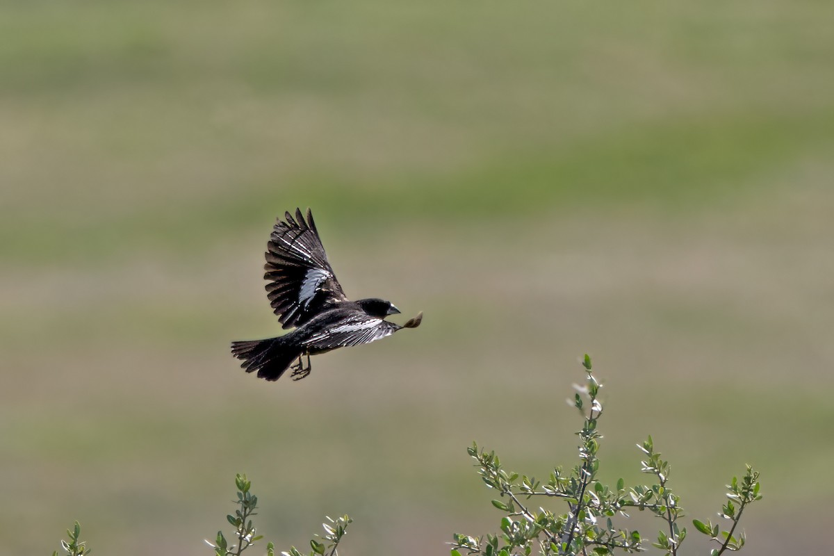 Lark Bunting - ML636610110