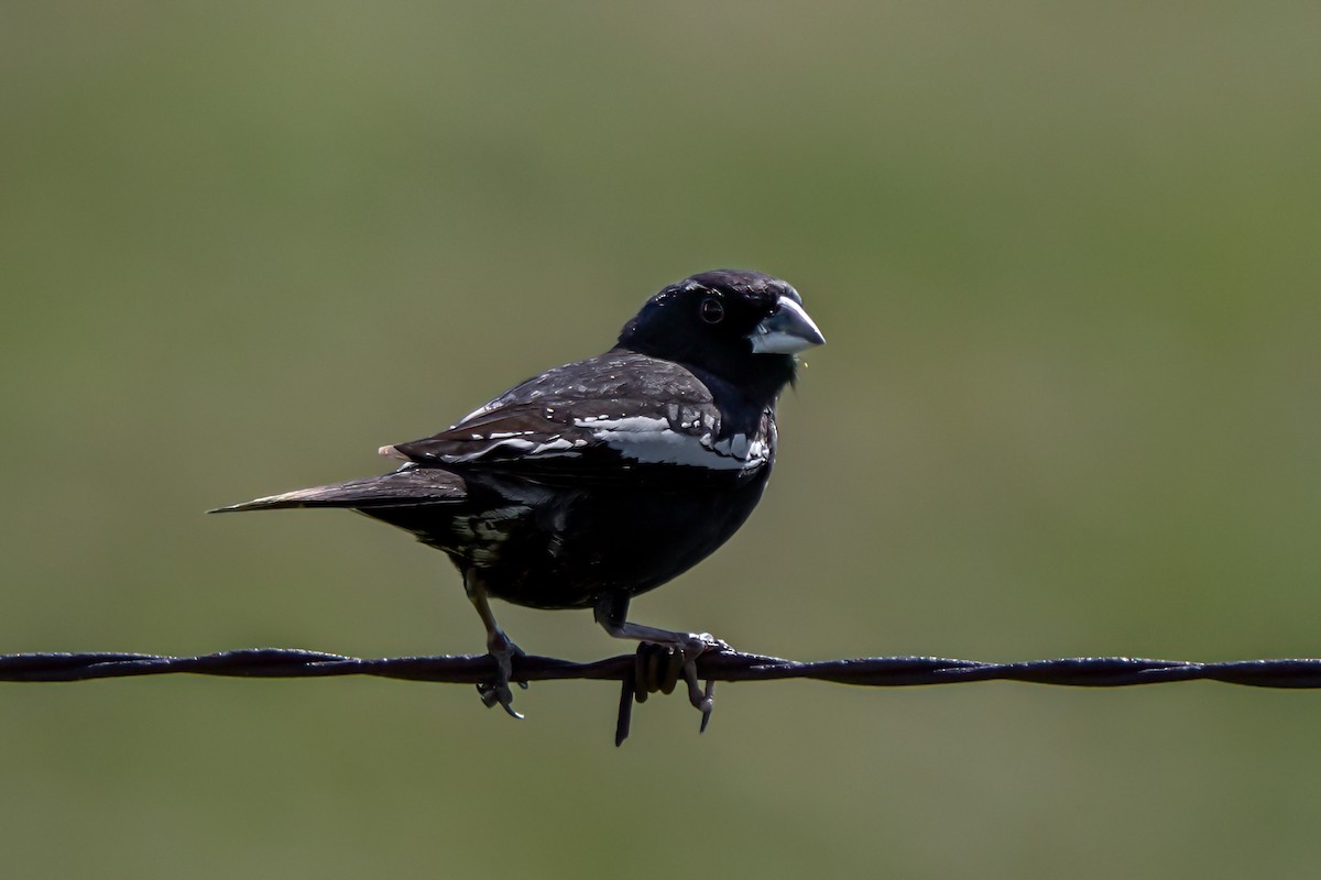 Lark Bunting - ML636610111