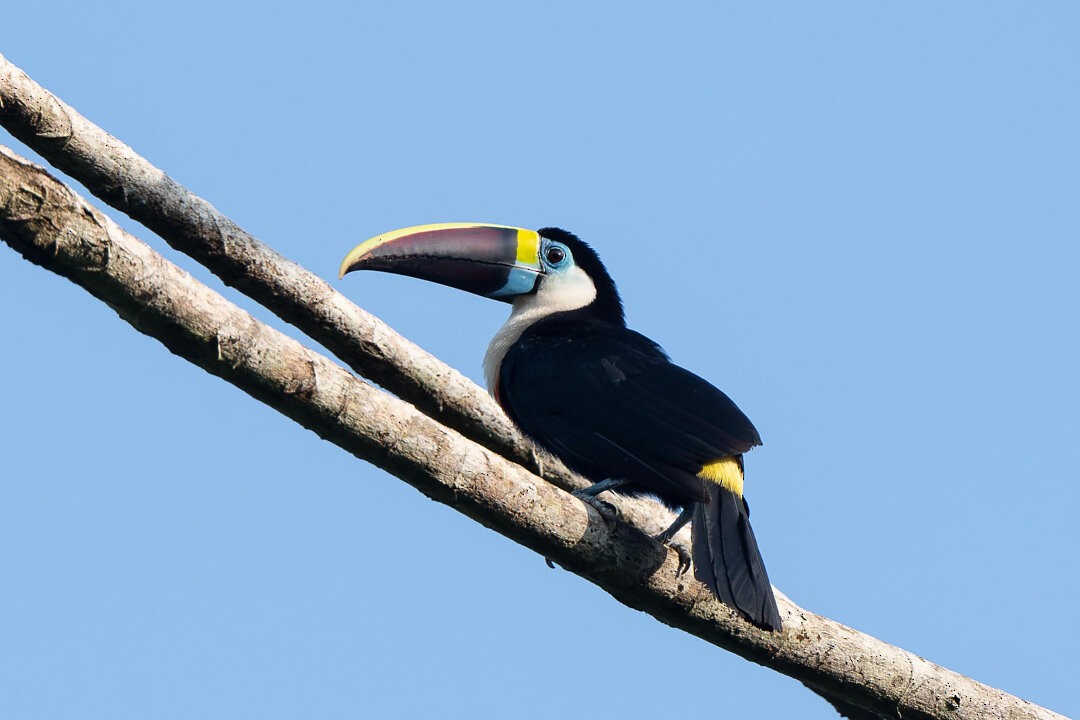 White-throated Toucan - ML636610240
