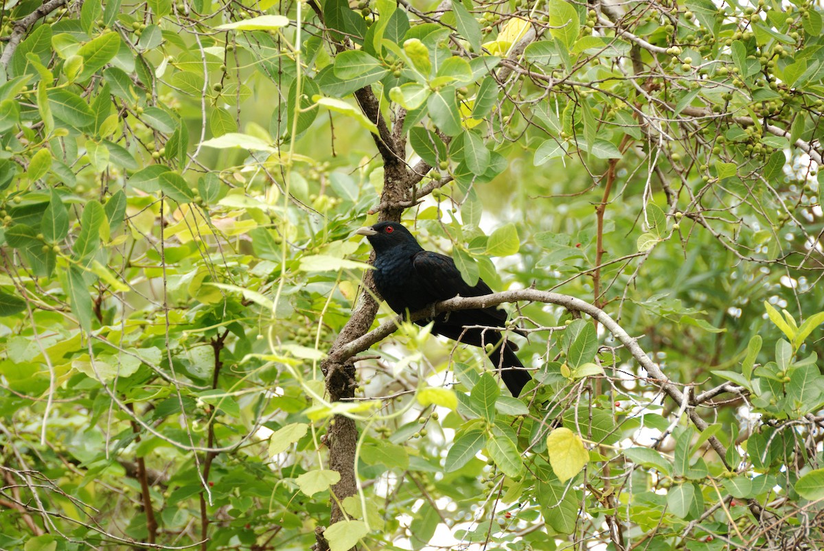 Pacific Koel - ML636610250