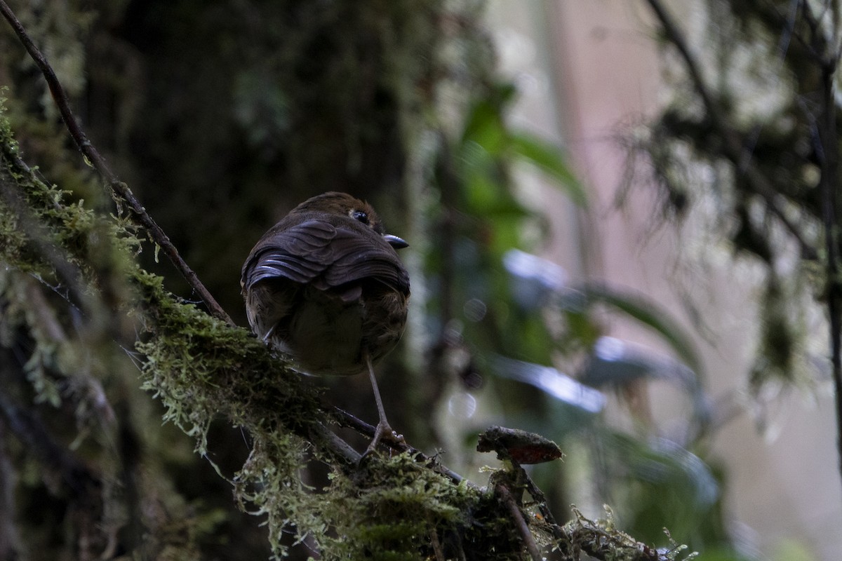 Понгіто бурий - ML636610259