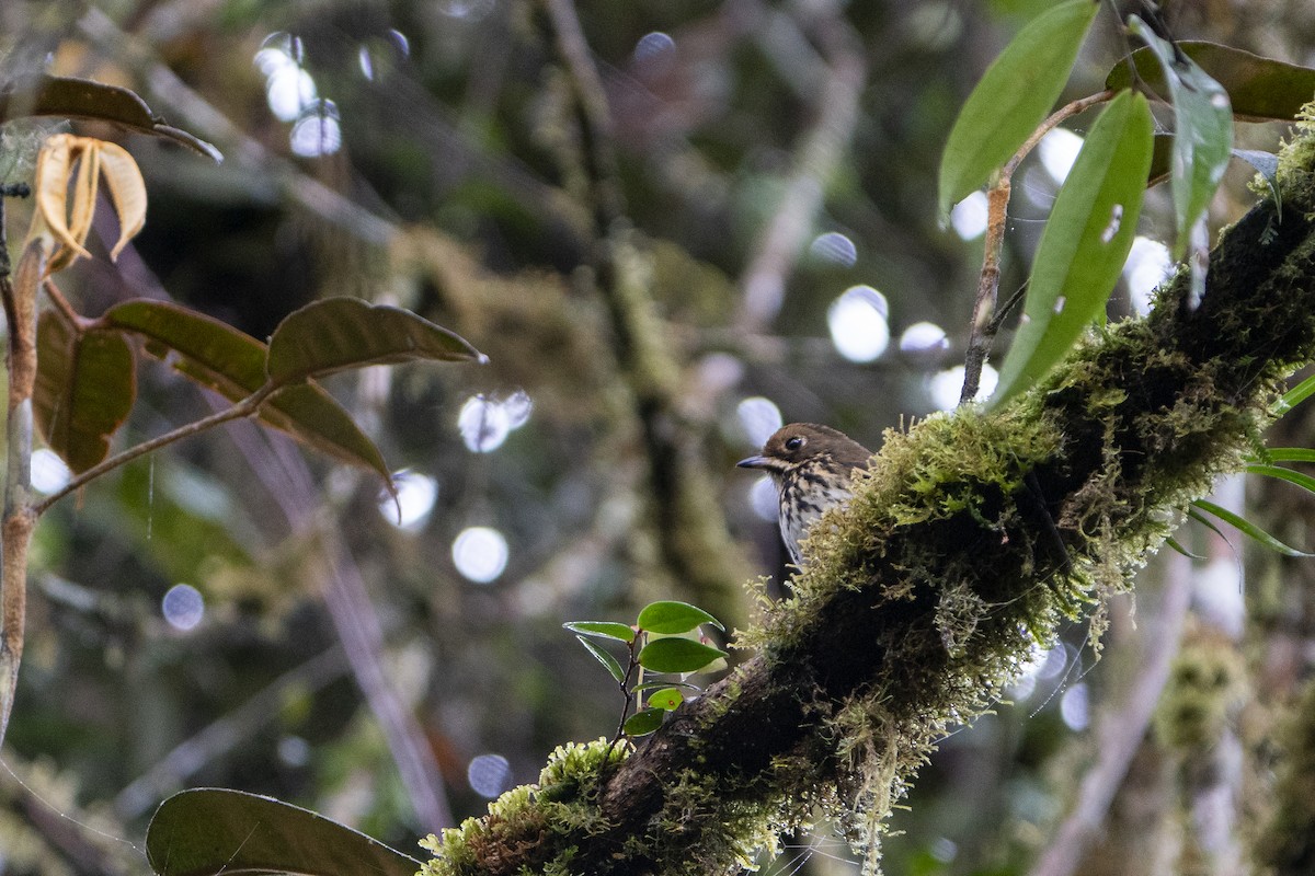 Понгіто бурий - ML636610260