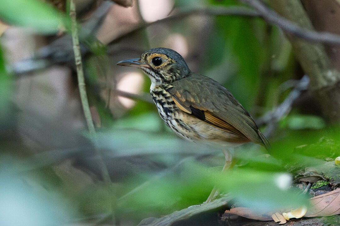 Snethlage's Antpitta - ML636610261