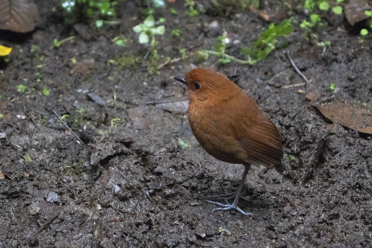 Chestnut Antpitta - ML636610265