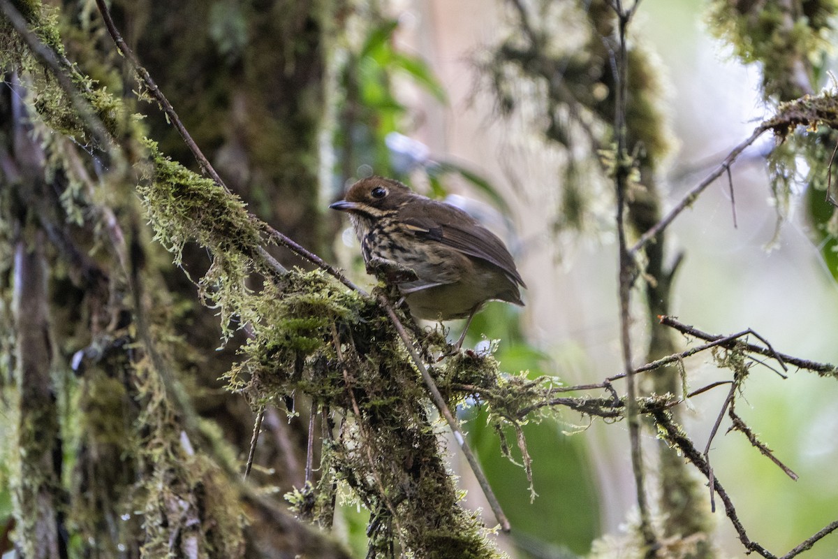 Понгіто бурий - ML636610323
