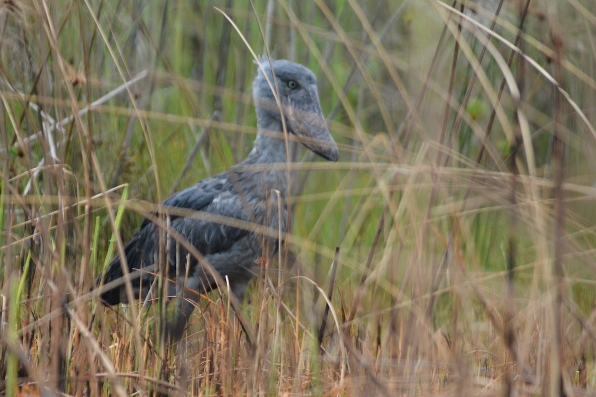 Shoebill - ML636610349