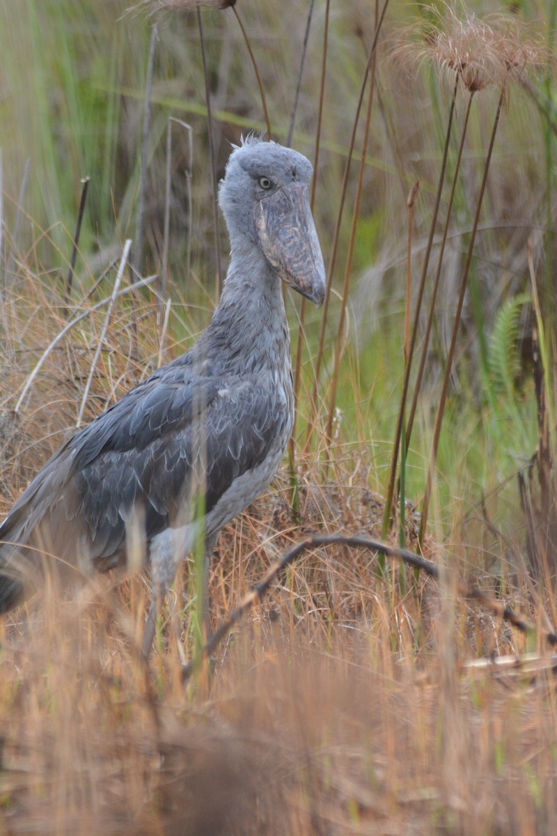 Shoebill - ML636610350